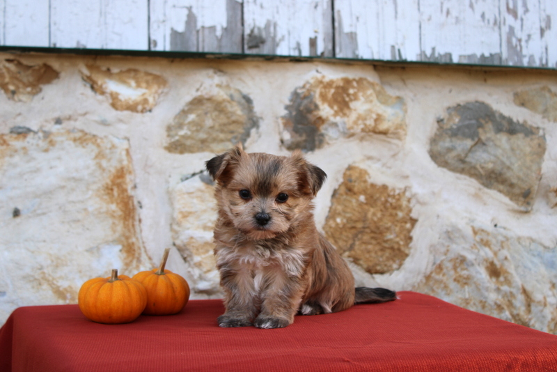 puppy, for, sale, Morkie, Matthew B. Stoltzfus, dog, breeder, Gap, PA, dog-breeder, puppy-for-sale, forsale, nearby, find, puppyfind, locator, puppylocator, aca